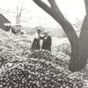 Mrs Downs Apples for drying - early 1900's - in the Hollow